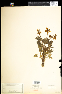 Viola pedata image