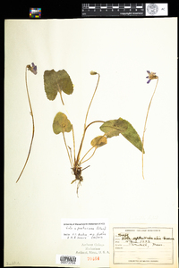 Viola porteriana image