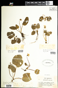 Viola rotundifolia image