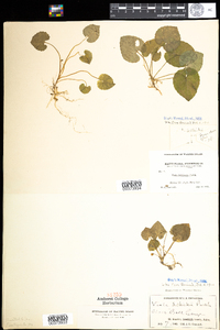 Viola selkirkii image