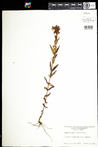 Hypericum majus image