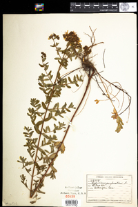 Hypericum perforatum image