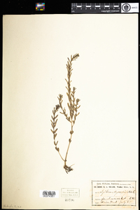 Lythrum hyssopifolium image