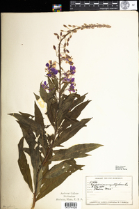 Chamerion angustifolium ssp. angustifolium image