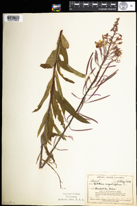 Chamerion angustifolium ssp. angustifolium image