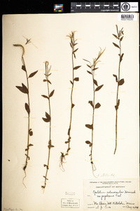 Epilobium ciliatum image