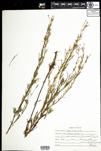 Epilobium palustre image