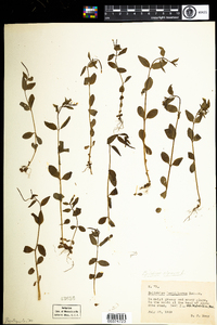 Epilobium anagallidifolium image