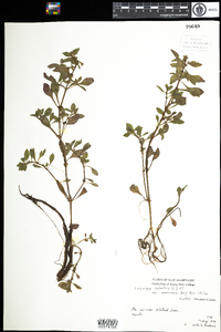 Ludwigia palustris image