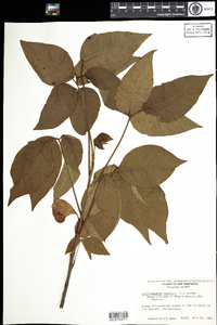 Toxicodendron radicans ssp. radicans image