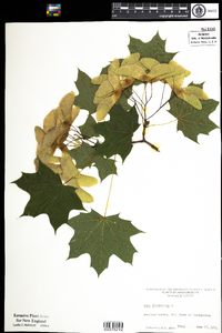 Acer platanoides image