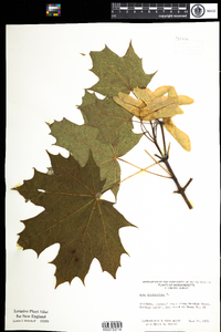 Acer platanoides image