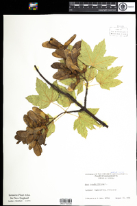 Acer pseudoplatanus image