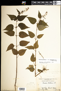 Circaea lutetiana image