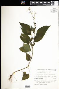 Circaea lutetiana image