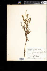 Epilobium coloratum image