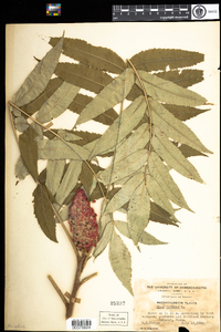 Rhus typhina image