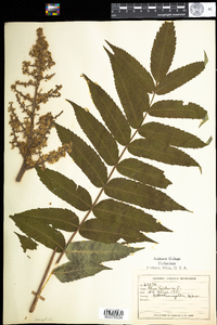 Rhus typhina image