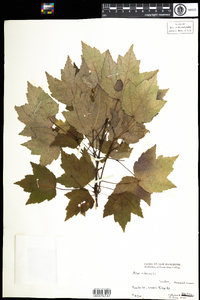 Acer rubrum image