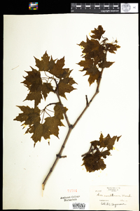 Acer saccharum image