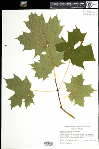 Acer saccharum image