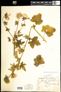 Malva alcea image