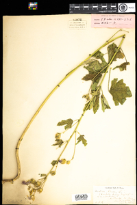 Malva alcea image