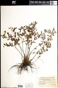 Helianthemum dumosum image