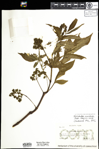 Phellodendron amurense image