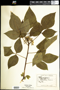 Ptelea trifoliata image