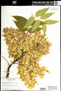 Ailanthus altissima image