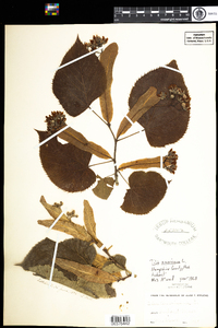 Tilia americana image