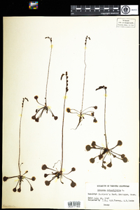 Drosera rotundifolia image