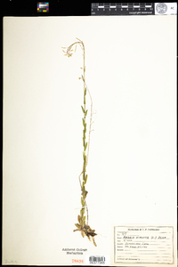 Arabis hirsuta var. pycnocarpa image