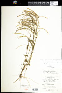 Boechera missouriensis image
