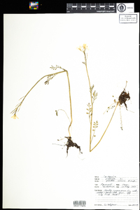 Cardamine dentata image