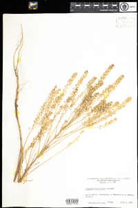 Lepidium densiflorum image