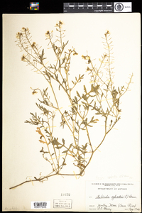 Rorippa sylvestris image