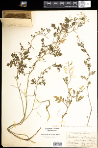 Rorippa sylvestris image