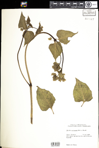 Mirabilis nyctaginea image