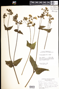 Mirabilis nyctaginea image