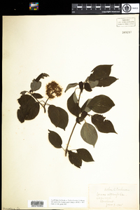 Cornus alternifolia image