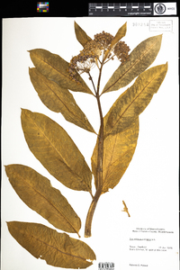 Asclepias syriaca image