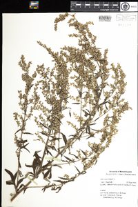 Artemisia vulgaris image