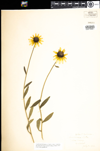 Rudbeckia hirta image