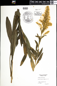 Solidago uliginosa image