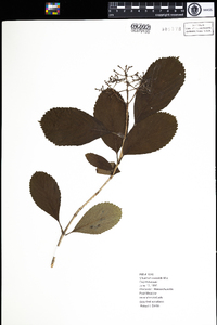 Viburnum sieboldii image