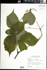 Aralia racemosa image