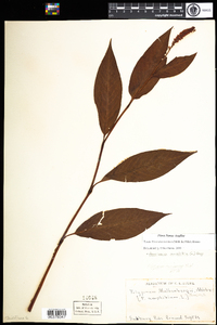 Polygonum amphibium var. emersum image