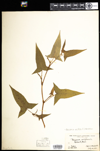 Polygonum arifolium image